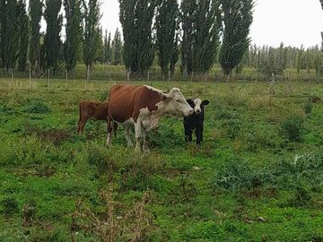 En Venta, Chacras Productivas de 34 Ha, Entre Lamarque y Pomona.