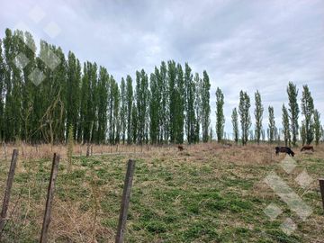 En Venta, Chacras Productivas de 34 Ha, Entre Lamarque y Pomona.