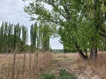 En Venta, Chacras Productivas de 34 Ha, Entre Lamarque y Pomona.