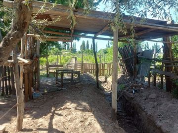 VENTA DE FINCA CON 2 CASAS RIVADAVIA MENDOZA