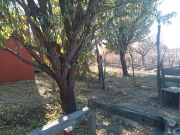 VENTA DE FINCA CON 2 CASAS RIVADAVIA MENDOZA