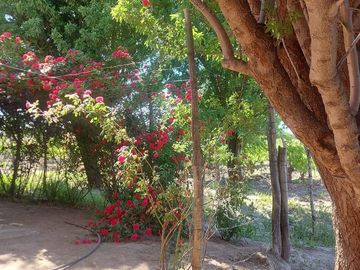 VENTA DE FINCA CON 2 CASAS RIVADAVIA MENDOZA