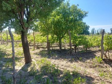 VENTA DE FINCA CON 2 CASAS RIVADAVIA MENDOZA