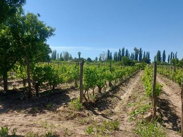 VENTA DE FINCA CON 2 CASAS RIVADAVIA MENDOZA