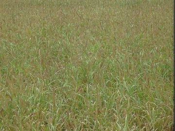 Campo en  venta - Catamarca - Capayan