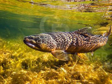 VENTA departamento 3 amb, 54 m2, centrico, en El Once, Villa la Angostura