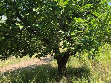 VENTA CAMPO PRODUCTIVO - RIVADAVIA -MENDOZA
