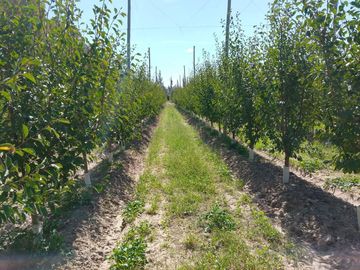 VENTA CAMPO PRODUCTIVO - RIVADAVIA -MENDOZA