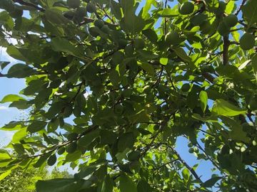 VENTA CAMPO PRODUCTIVO - RIVADAVIA -MENDOZA