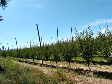 VENTA CAMPO PRODUCTIVO - RIVADAVIA -MENDOZA