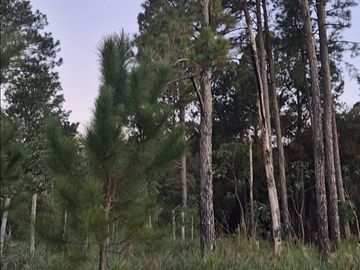 Venta, Campo, 50 hectáreas, Ruta 015, Concordia, área Aeropuerto Internacional