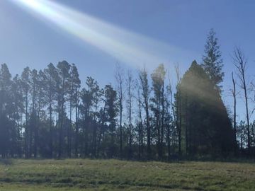 Venta, Campo, 50 hectáreas, Ruta 015, Concordia, área Aeropuerto Internacional