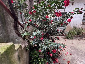 Venta Casa La Tablada Patio Terraza y Local Comercial