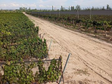 Finca   Viñedo en Venta en Junin, Mendoza