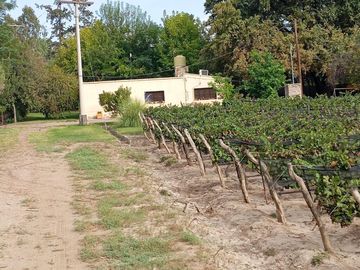 Finca   Viñedo en Venta en Junin, Mendoza
