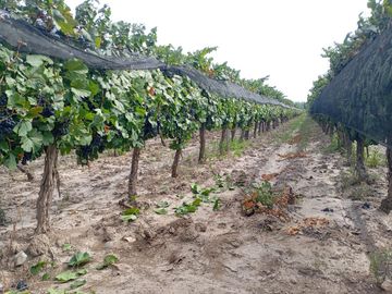 Finca   Viñedo en Venta en Junin, Mendoza