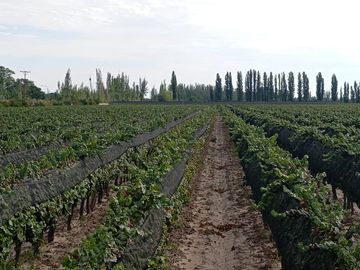 Finca   Viñedo en Venta en Junin, Mendoza