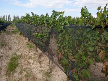 Finca   Viñedo en Venta en Junin, Mendoza