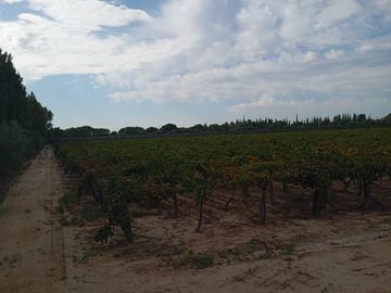 Finca   Viñedo en Venta en Junin, Mendoza