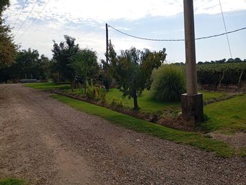 Finca   Viñedo en Venta en Junin, Mendoza