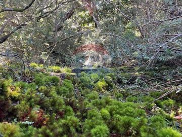 Venta Parcela en Loteo Nevados de Challupen