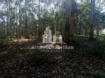 Apto Para La Producción De Frutales Y Forestación.