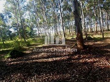 Apto Para La Producción De Frutales Y Forestación.