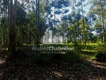 Apto Para La Producción De Frutales Y Forestación.