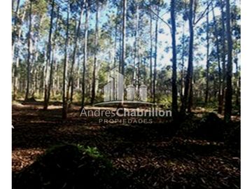 Apto Para La Producción De Frutales Y Forestación.