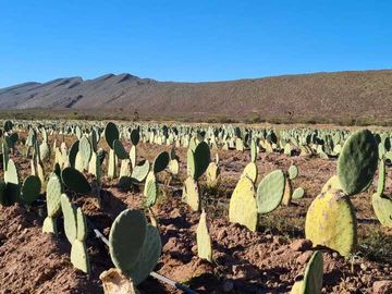 RANCHO AGROPECUARIO EN VENTA EN GENERAL CEPEDA, COAHUILA