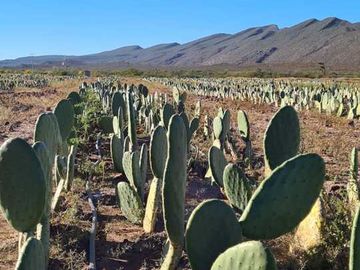 RANCHO AGROPECUARIO EN VENTA EN GENERAL CEPEDA, COAHUILA