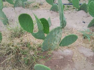 RANCHO AGROPECUARIO EN VENTA EN GENERAL CEPEDA, COAHUILA