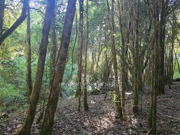 Precioso terreno de 19,4 ha con acceso al lago y vista panorámica al volcán Osorno y el Lago Llanquihue