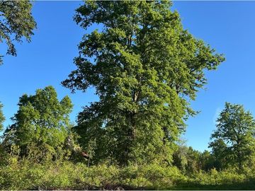 Venta Parcela  Loncotraro