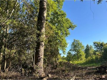 Venta Parcela  Loncotraro