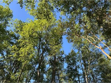 Venta Parcela  Loncotraro