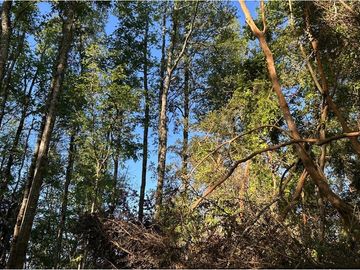 Venta Parcela  Loncotraro