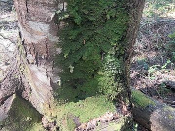 Parcela en venta en VILLARRICA