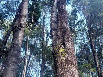 Parcela en venta en VILLARRICA