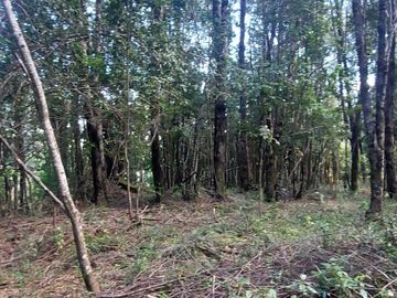 Parcela en venta en VILLARRICA