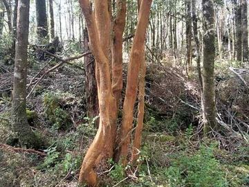 Parcela en venta en VILLARRICA