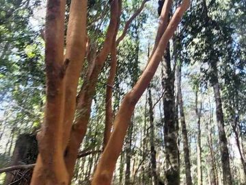 Parcela en venta en VILLARRICA