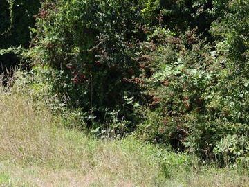 Parcela en venta en VILLARRICA