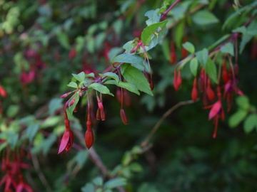 Parcela en venta en VILLARRICA