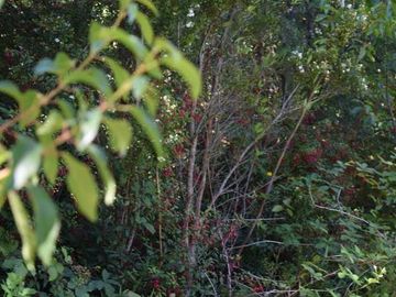 Parcela en venta en VILLARRICA