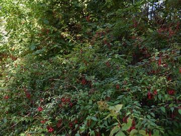 Parcela en venta en VILLARRICA