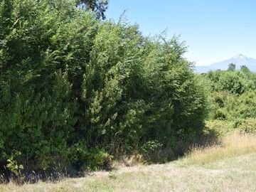 Parcela en venta en VILLARRICA