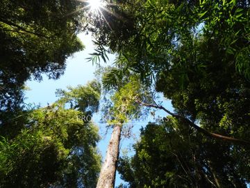 Se venden 8,7 hectáreas con 240 metros de orilla Río Petrohué,  Ralún