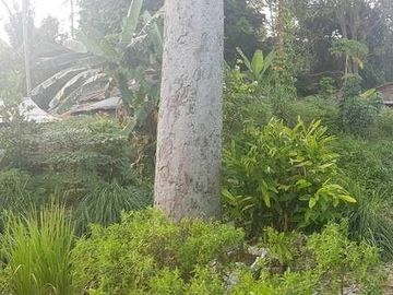 3 Bedroom House for sale in Bo Phut, Surat Thani