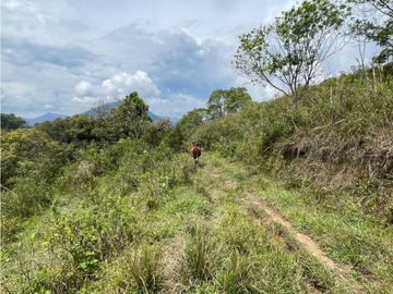 VENTA LOTE FREDONIA SUROESTE ANTIOQUEÑO